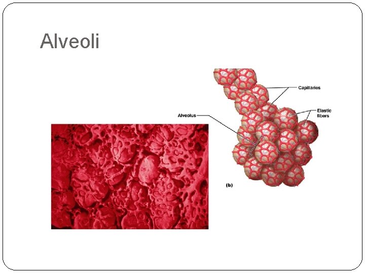 Alveoli Alveoli