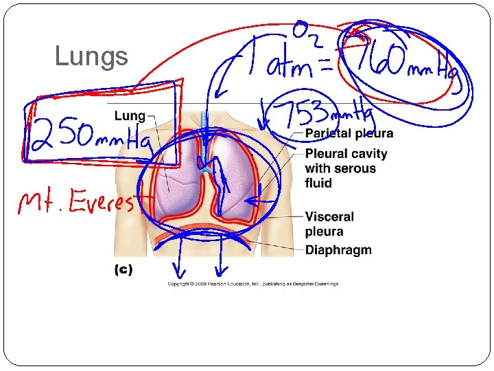 Lungs Lungs