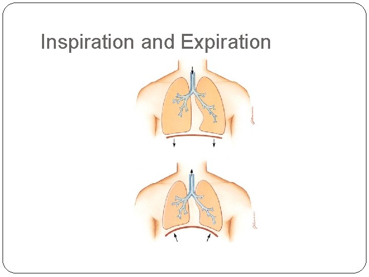 Inspiration and Expiration Inspiration and Expiration