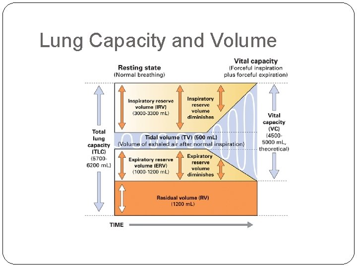 Lung Capacity and Volume Lung Capacity and Volume