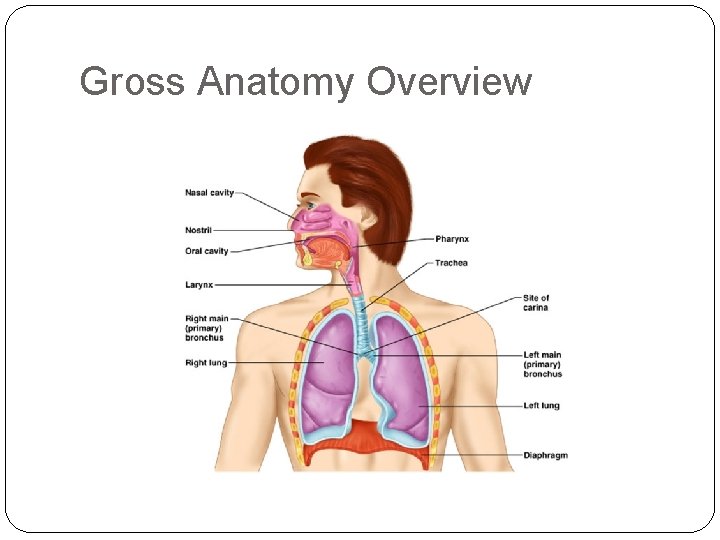Gross Anatomy Overview Gross Anatomy Overview