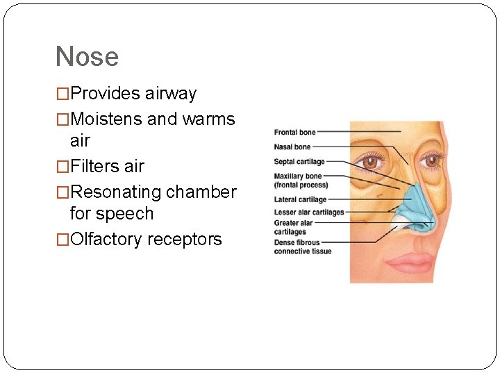 Nose �Provides airway �Moistens and warms air �Filters air �Resonating chamber for speech �Olfactory Nose �Provides airway �Moistens and warms air �Filters air �Resonating chamber for speech �Olfactory