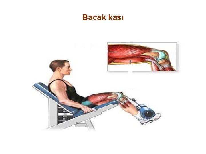Bacak kası 