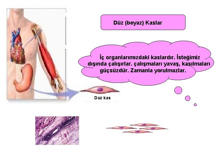 Düz (beyaz) Kaslar İç organlarımızdaki kaslardır. İsteğimiz dışında çalışırlar. çalışmaları yavaş, kasılmaları güçsüzdür. Zamanla