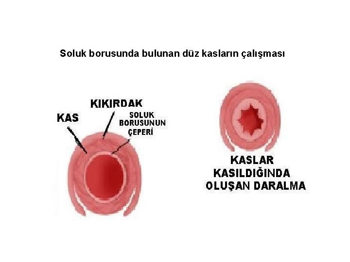 Soluk borusunda bulunan düz kasların çalışması 