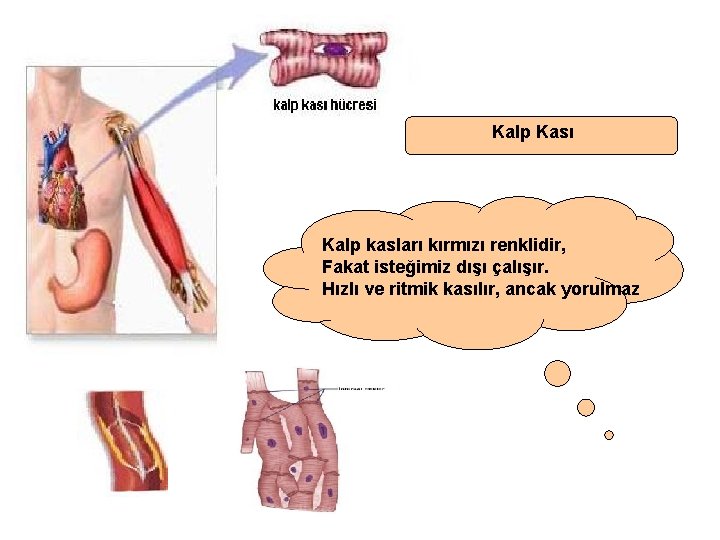 Kalp Kası Kalp kasları kırmızı renklidir, Fakat isteğimiz dışı çalışır. Hızlı ve ritmik kasılır,
