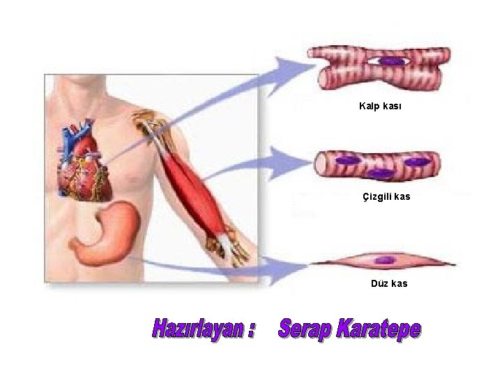 Kalp kası Çizgili kas Düz kas 