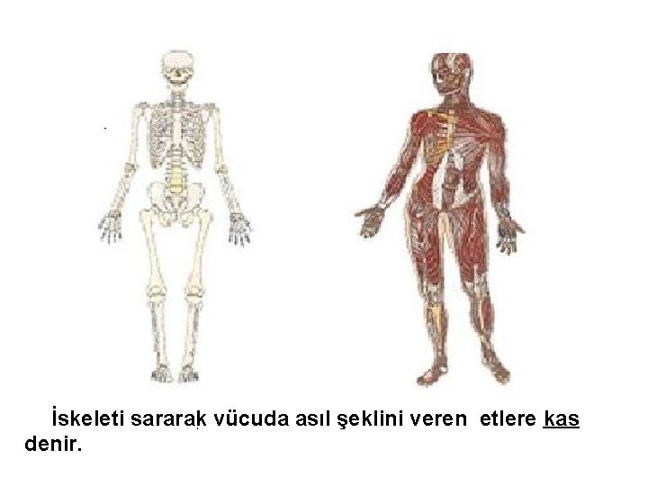 İskeleti sararak vücuda asıl şeklini veren etlere kas denir. 
