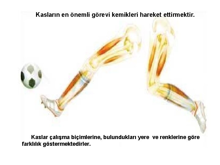 Kasların en önemli görevi kemikleri hareket ettirmektir. Kaslar çalışma biçimlerine, bulundukları yere ve renklerine