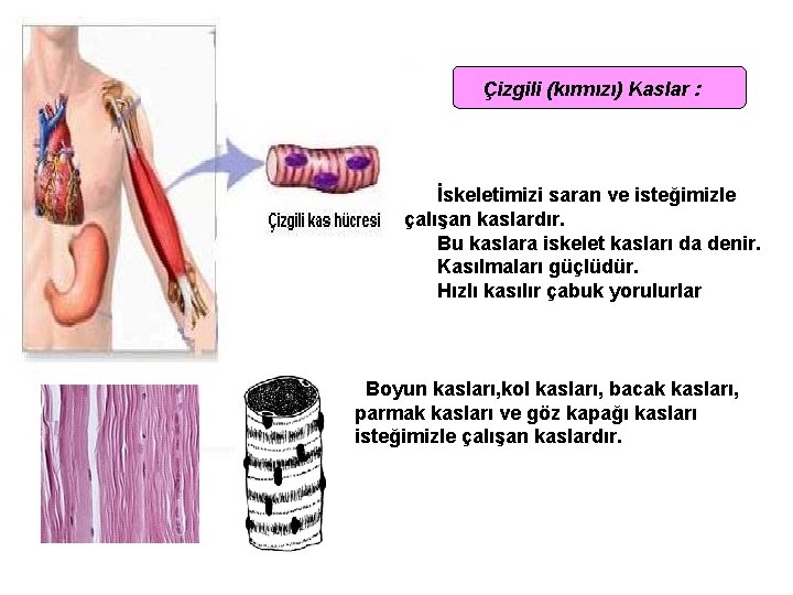 Çizgili (kırmızı) Kaslar : İskeletimizi saran ve isteğimizle çalışan kaslardır. Bu kaslara iskelet kasları