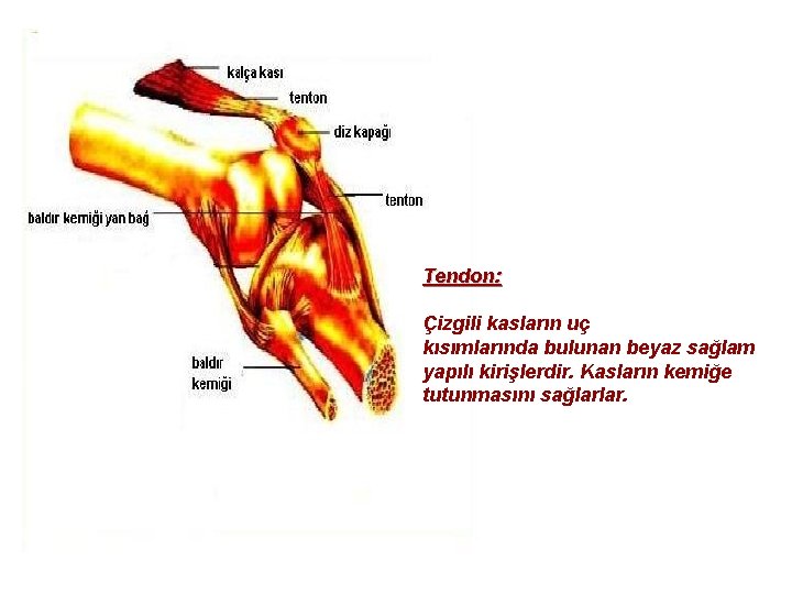 Tendon: Çizgili kasların uç kısımlarında bulunan beyaz sağlam yapılı kirişlerdir. Kasların kemiğe tutunmasını sağlarlar.