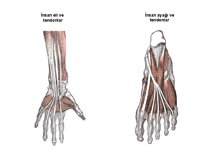 İnsan eli ve tendonlar İnsan ayağı ve tendonlar 