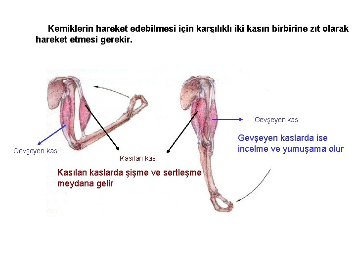 Kemiklerin hareket edebilmesi için karşılıklı iki kasın birbirine zıt olarak hareket etmesi gerekir. Gevşeyen