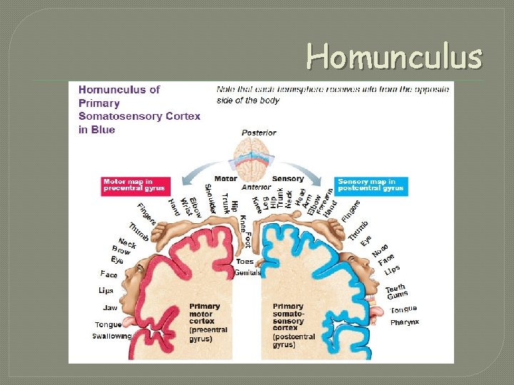 Homunculus Layout NERVOUS SYSTEM CAMPBELL AND REECE CHAPTER 49 Nervous