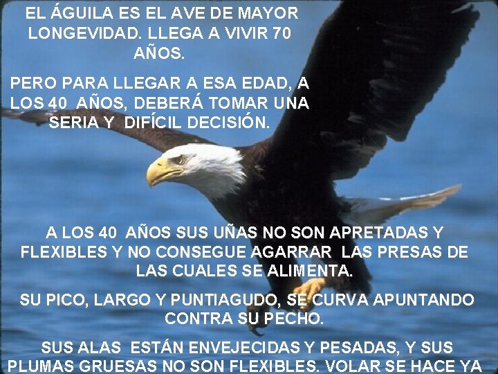 EL ÁGUILA ES EL AVE DE MAYOR LONGEVIDAD. LLEGA A VIVIR 70 AÑOS. PERO