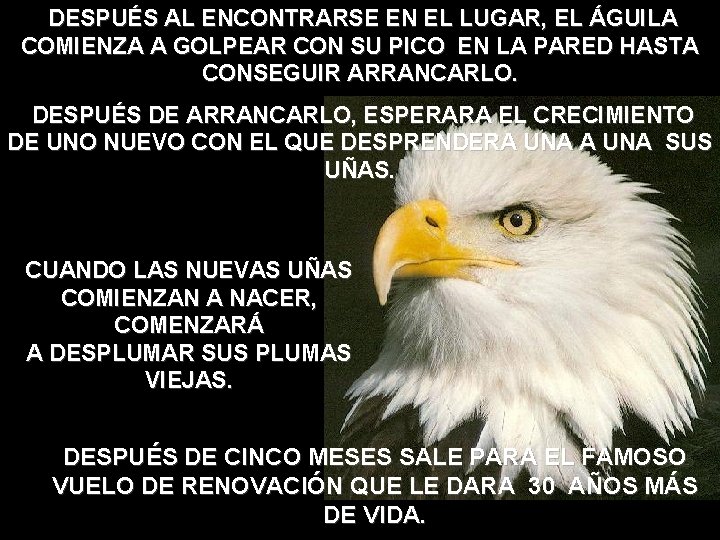DESPUÉS AL ENCONTRARSE EN EL LUGAR, EL ÁGUILA COMIENZA A GOLPEAR CON SU PICO