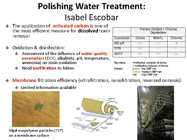 Polishing Water Treatment: Isabel Escobar S The application of activated carbon is one of