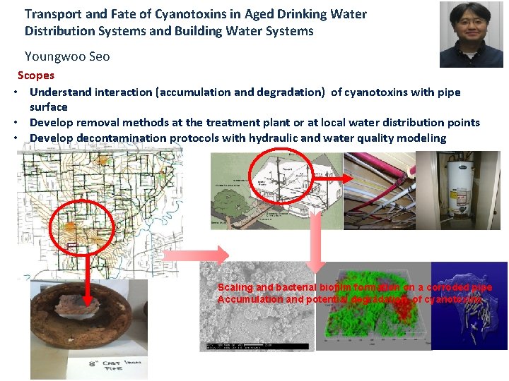 Transport and Fate of Cyanotoxins in Aged Drinking Water Distribution Systems and Building Water