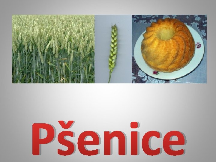 Pšenice 