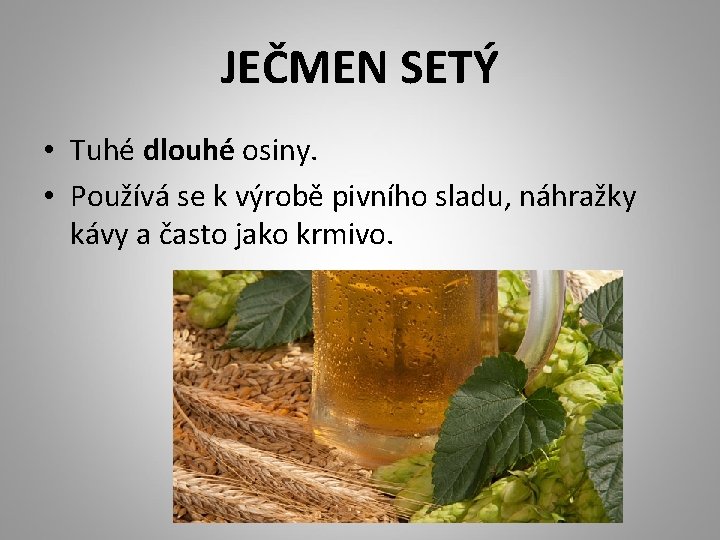 JEČMEN SETÝ • Tuhé dlouhé osiny. • Používá se k výrobě pivního sladu, náhražky