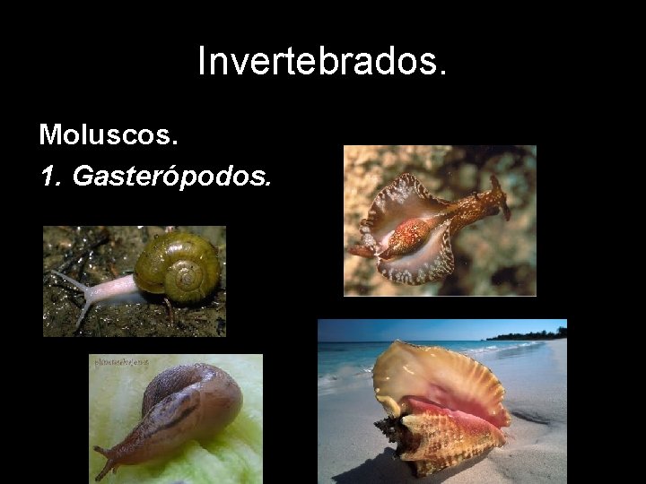 Invertebrados. Moluscos. 1. Gasterópodos. 