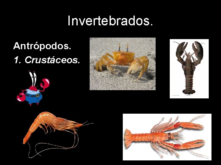 Invertebrados. Antrópodos. 1. Crustáceos. 