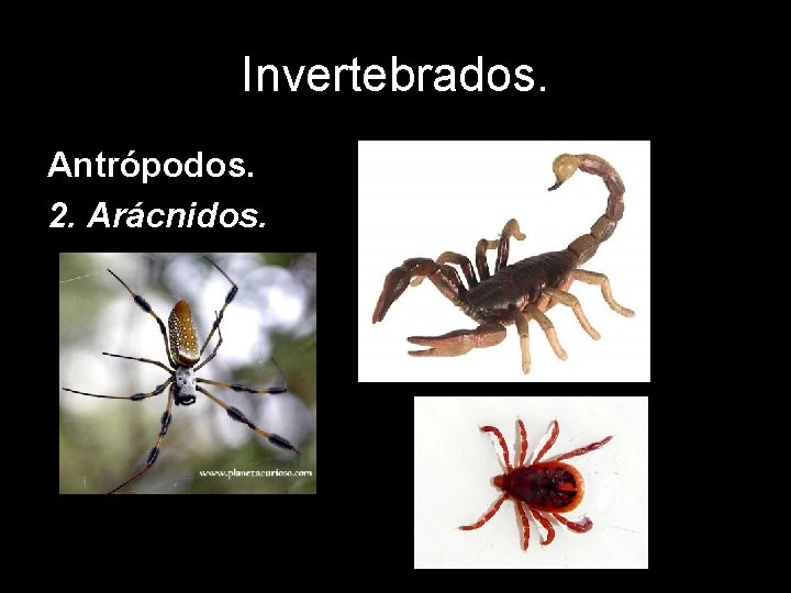 Invertebrados. Antrópodos. 2. Arácnidos. 