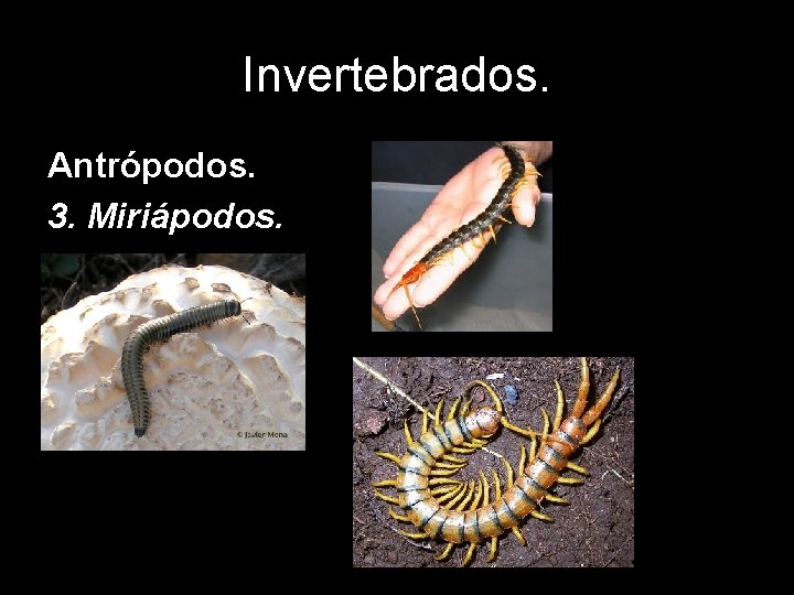 Invertebrados. Antrópodos. 3. Miriápodos. 