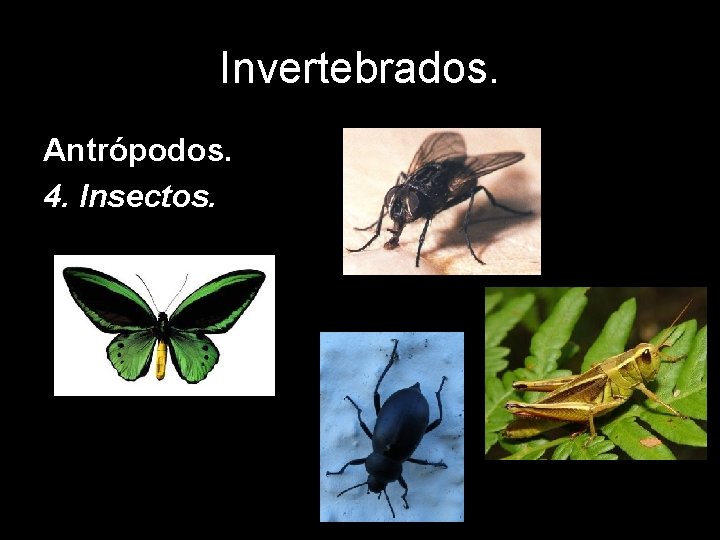 Invertebrados. Antrópodos. 4. Insectos. 