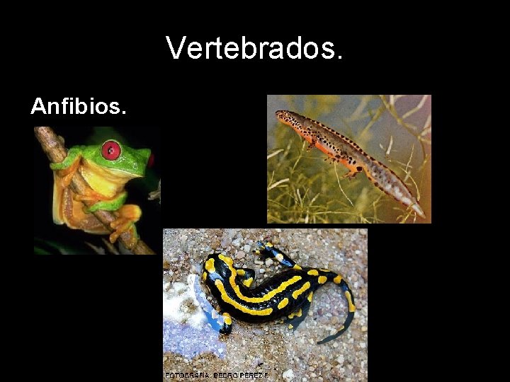 Vertebrados. Anfibios. 