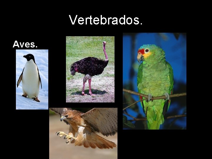 Vertebrados. Aves. 