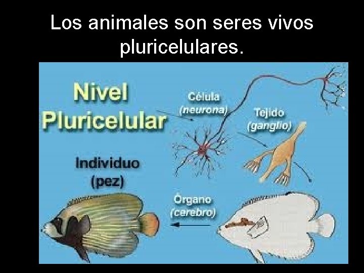 Los animales son seres vivos pluricelulares. 