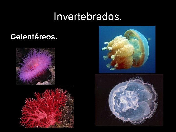 Invertebrados. Celentéreos. 