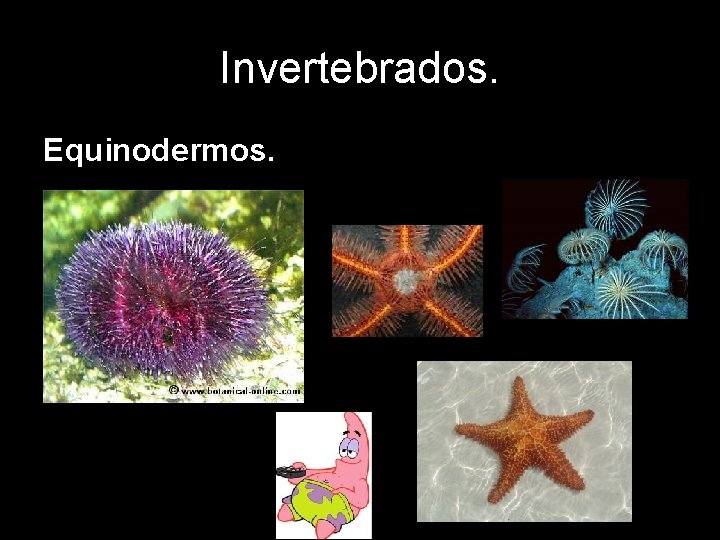 Invertebrados. Equinodermos. 