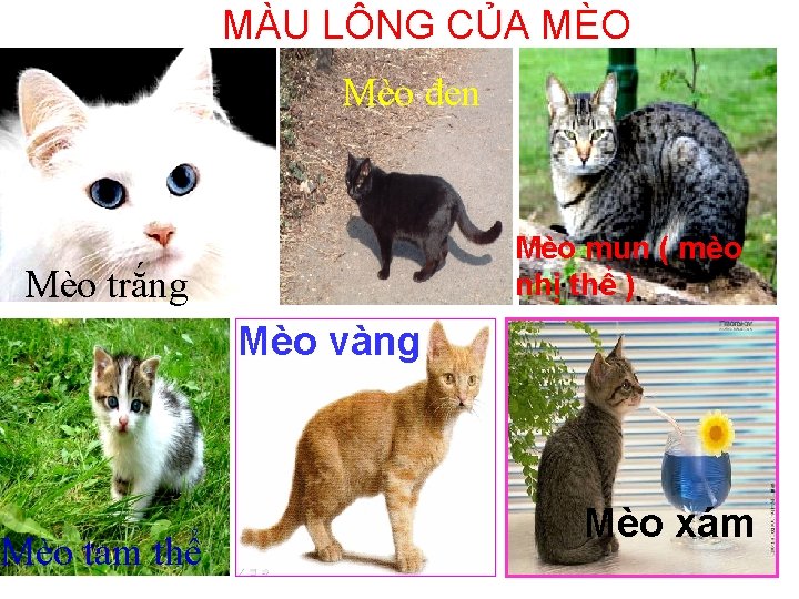 MÀU LÔNG CỦA MÈO Mèo đen Mèo mun ( mèo nhị thể ) Mèo