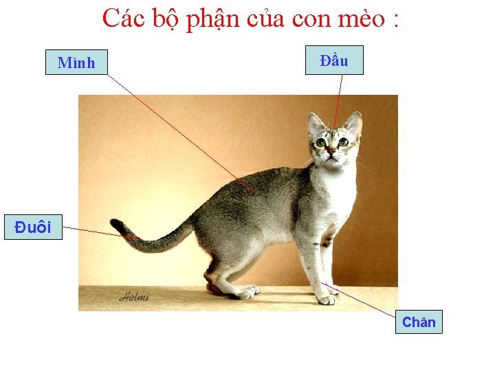 Các bộ phận của con mèo : Mình Đầu Đuôi Chân 