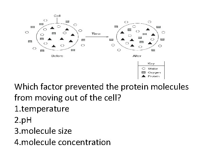 Which factor prevented the protein molecules from moving out of the cell? 1. temperature