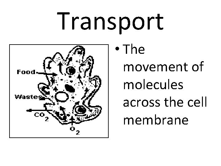 Transport • The movement of molecules across the cell membrane 