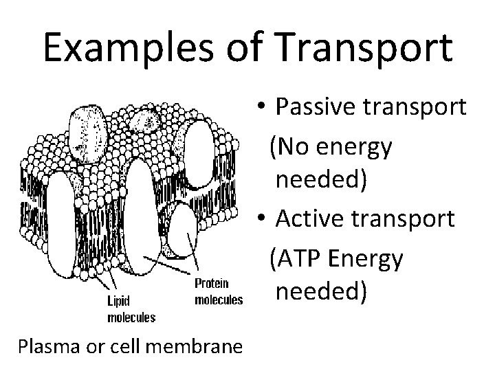 Examples of Transport • Passive transport (No energy needed) • Active transport (ATP Energy