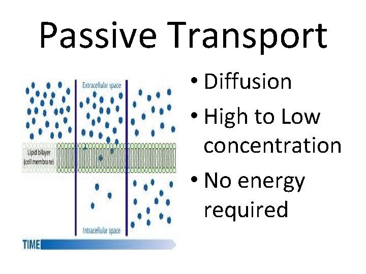 Passive Transport • Diffusion • High to Low concentration • No energy required 