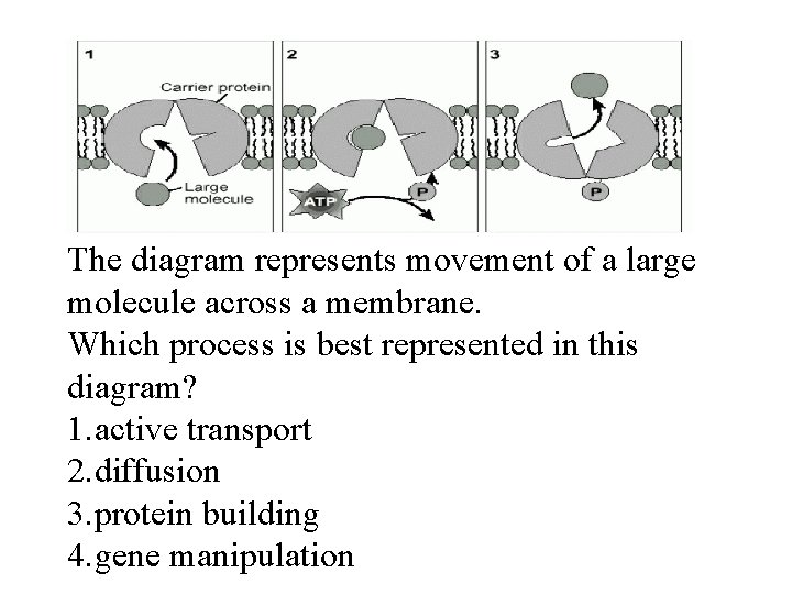 The diagram represents movement of a large molecule across a membrane. Which process is