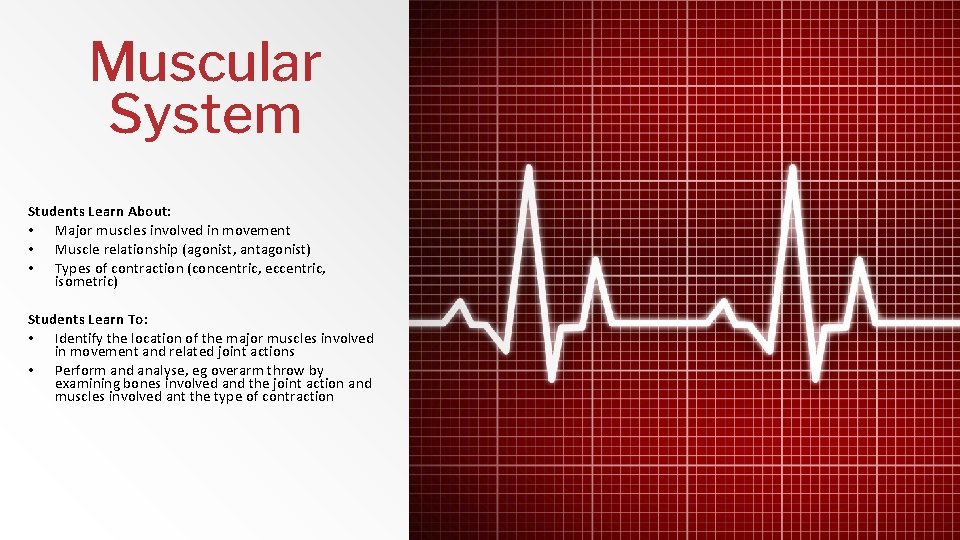 Muscular System Students Learn About: • Major muscles involved in movement • Muscle relationship