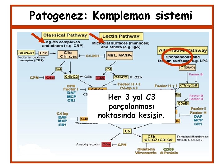 Patogenez: Kompleman sistemi Her 3 yol C 3 parçalanması noktasında kesişir. 