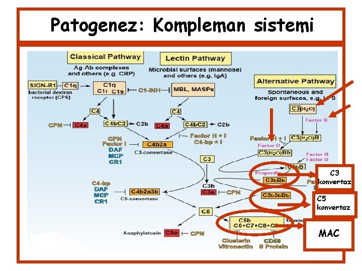 Patogenez: Kompleman sistemi C 3 konvertaz C 5 konvertaz MAC 