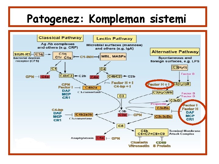 Patogenez: Kompleman sistemi 