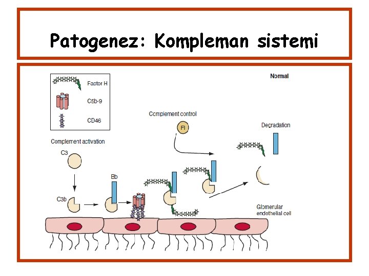 Patogenez: Kompleman sistemi 