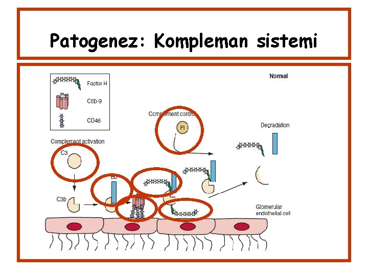 Patogenez: Kompleman sistemi 