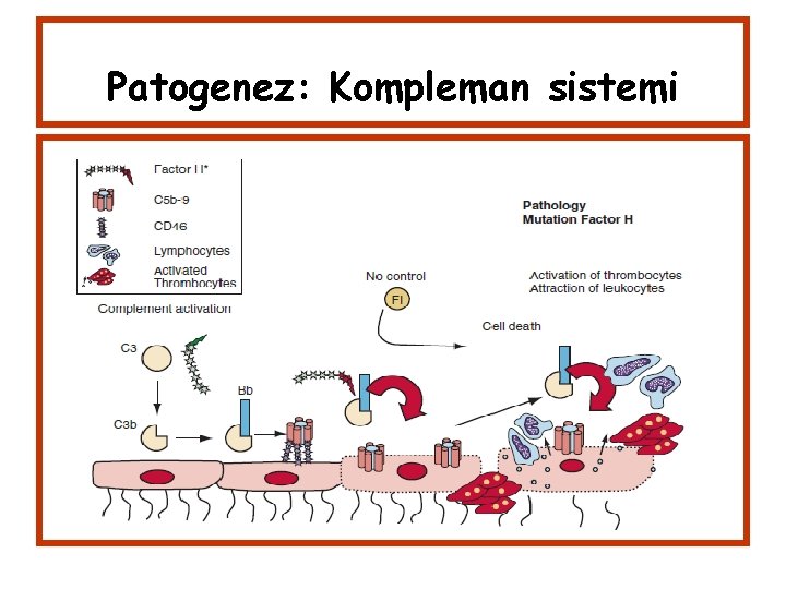 Patogenez: Kompleman sistemi 