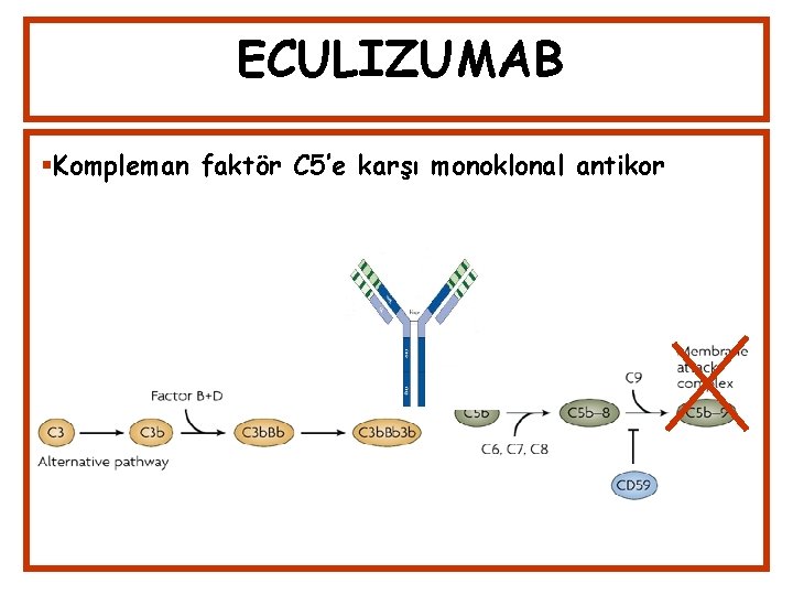 ECULIZUMAB Kompleman faktör C 5’e karşı monoklonal antikor 