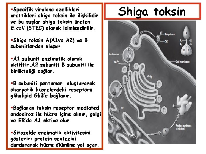  Spesifik virulans özellikleri ürettikleri shiga toksin ile ilişkilidir ve bu suşlar shiga toksin